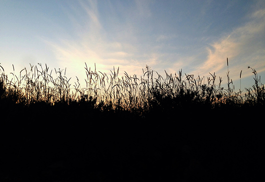 sunset silhouette landscape