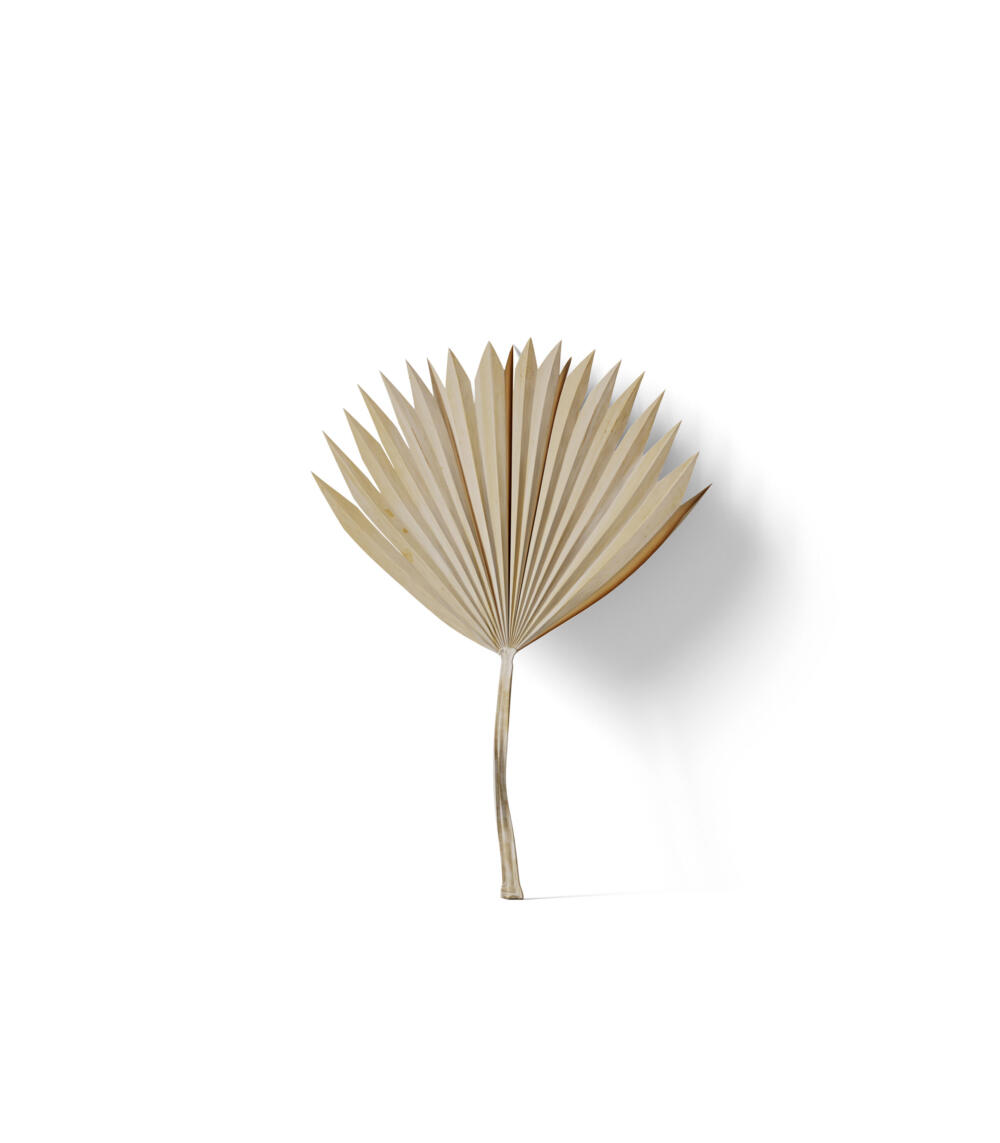 Decorative Plant V53 Front View | Mockup store