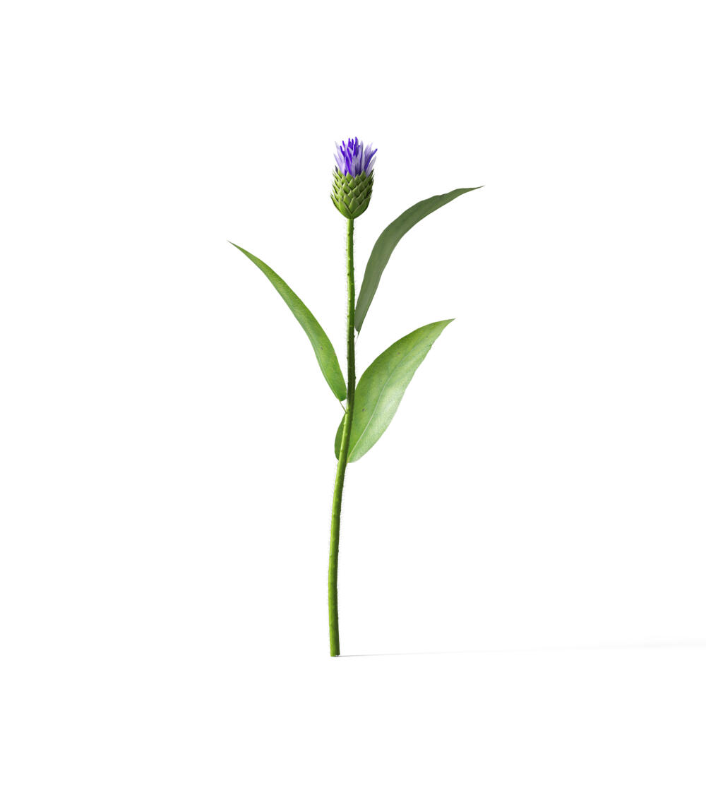 Cornflower V1 Front View | Mockup store