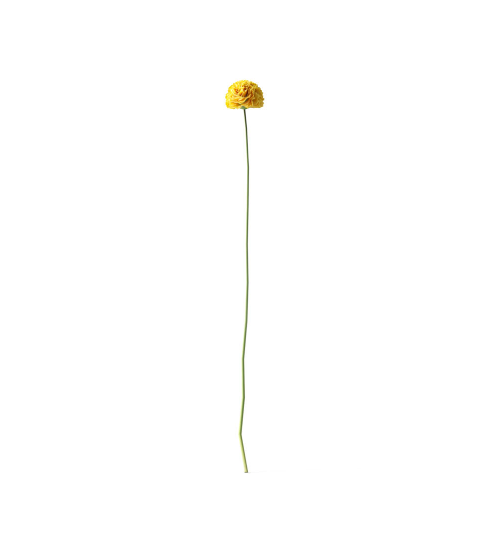 Flower V7 Front View | Mockup store