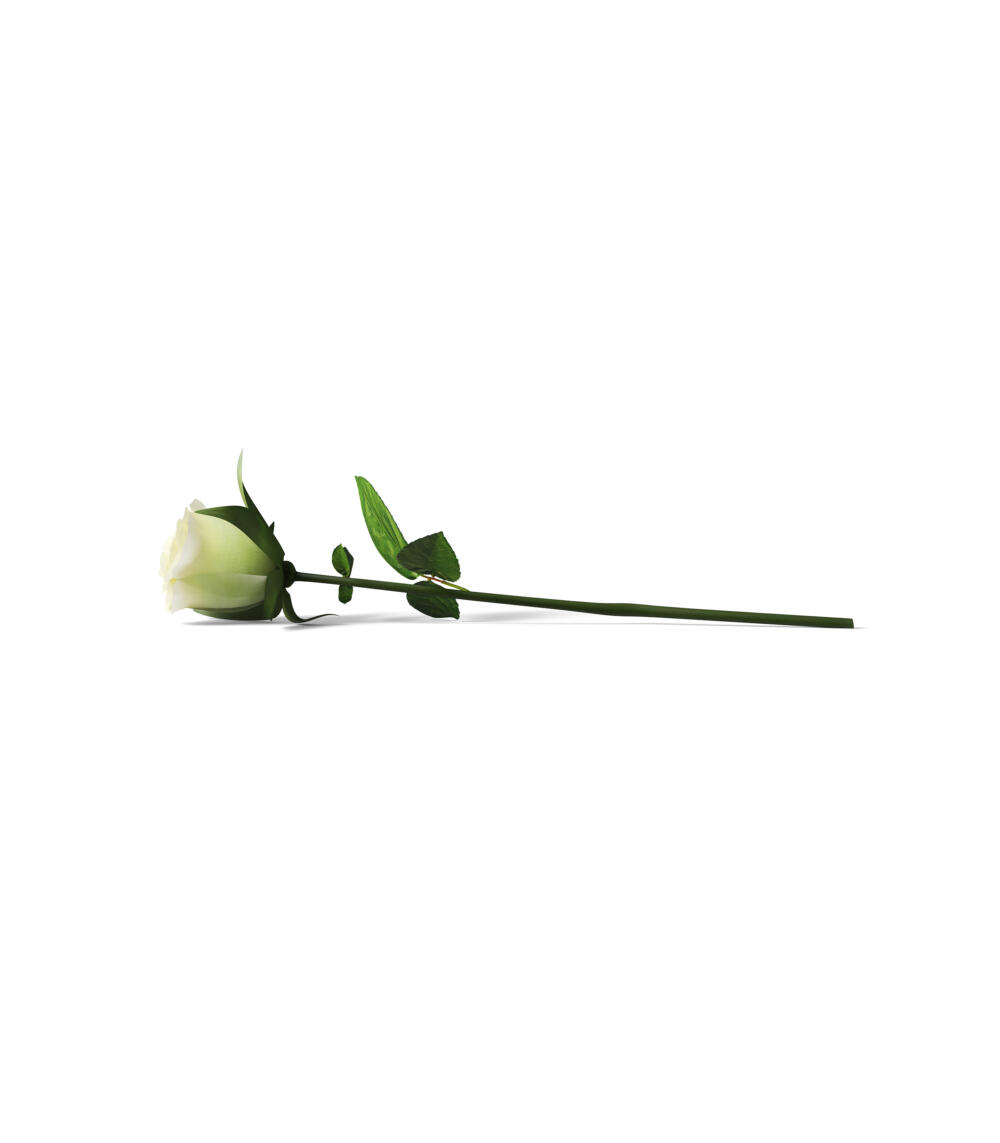 Rose V13 Front View | Mockup store