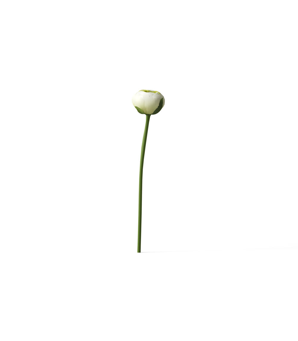 White Ranunculus V6 Front View | Mockup store